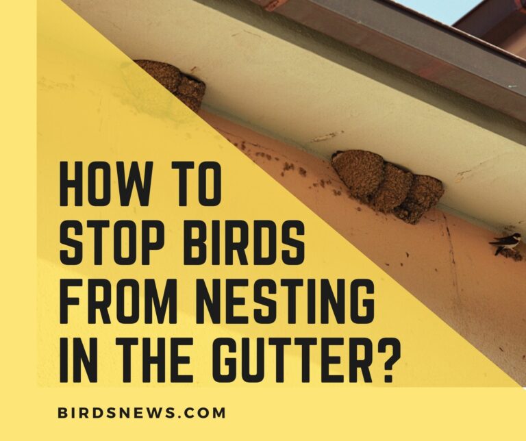 How to Stop Birds from Nesting in The Gutter?(2026 Guide)